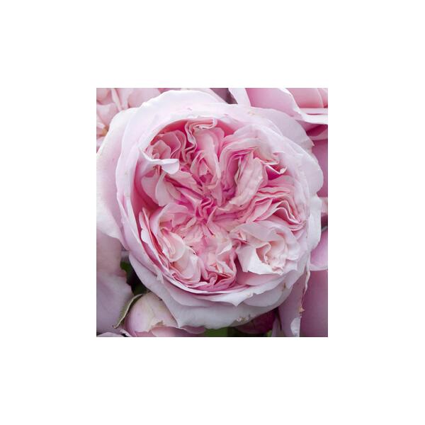 CHÂTEAU BARBEYROLLES ® Lapbar